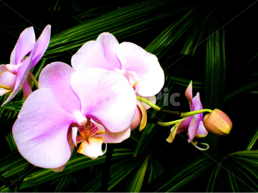 호접란,phalaenopsis,꽃,flower,식물,plant,색상,color,분홍색,pink,식물,자연,plants,nature,꽃,flower