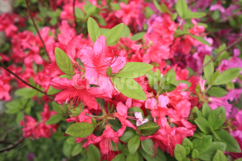 철쭉,봄,꽃,분홍색,식물,spring,flower,자연