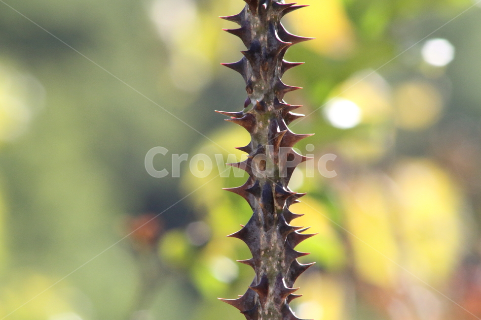 음나무,엄나무,가시,약용식물,castoraralia,식물,자연,plants,nature