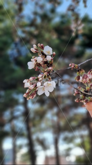 벚꽃,꽃,봄,봄꽃,벚나무,나무,plant,식물,flower,blossom