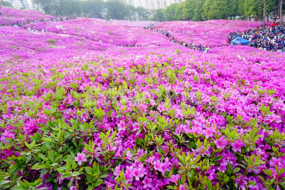 철쭉,진달래,축제,봄꽃,보라