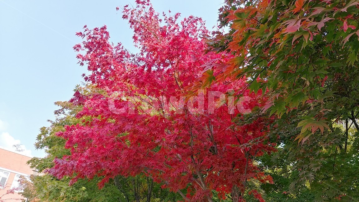 tree,나무,식물,maple,잎,가을,계절,fall,autumn,season,plant,단풍,leaf