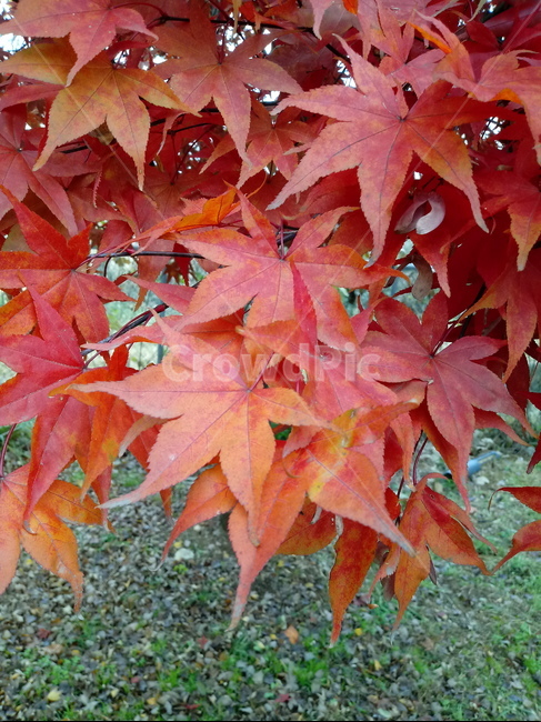 단풍,단풍잎,단풍나무,가을,leaf,잎,plant,식물,tree,나무,계절,fallautumnseason,outdoors,옥외,자연풍경,naturelandscape,가을,계절,fall,autumn,season