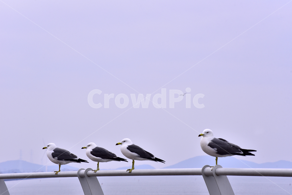 갈매기,조류,새,동물,bird,무리,앉다,날개,부리,난간,펜스,바닷가,항구,배경,바탕,백그라운드,야외,옥외,outdoor,seaside,shore,background,나란히,animal,seagull,동물,animal,조류,새,birds