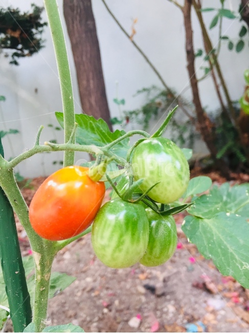 토마토,방울토마토,식물,덜익은토마토,덜익은,싱그러움,채소,과일,자연,plant,과일,열매,fruit
