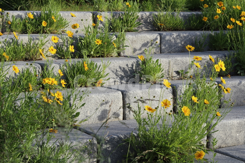 금계국,풍경,노랑,봄,아침,자연,식물,자연,plants,nature,꽃,flower