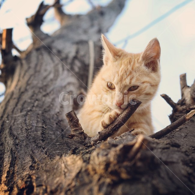 cat,고양이,야옹이,시골냥,동물,동물,animal,포유류,mammal,고양이,cat,kitten,kitty