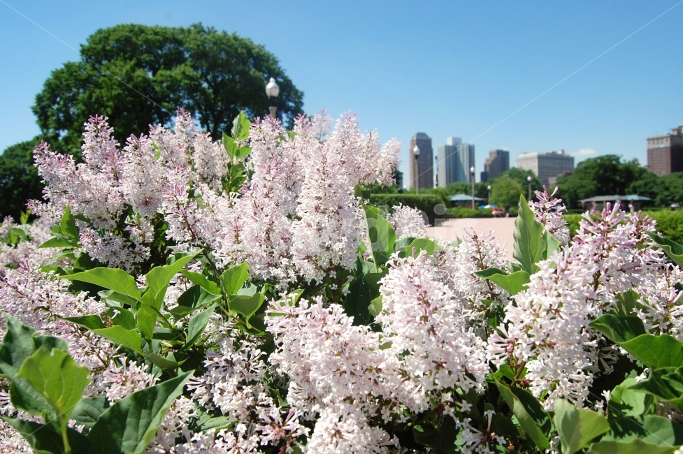 풍경,풍경사진,공원,꽃,빌딩,landscape,building,flower,flowers,분위기,고요함,조용함,tranquil,peaceful,atmosphere건물,거리,고층빌딩,마천루,skyscraper,buildings,street,streets,bridge,도시,city,scene,scenery,view,미국,시카고,여행,America,Chicago,USA,trip,travel,journey,tour,travelling,배경화면,배경사진,햇살,sunny,화창한,날씨,weather,푸른,calm,still,shiny,quiet,active,휴가,traveling,vacation,배경,평화로운,차분한,차분함,평화로움,ambience,background,식물,자연,plants,nature,꽃,flower