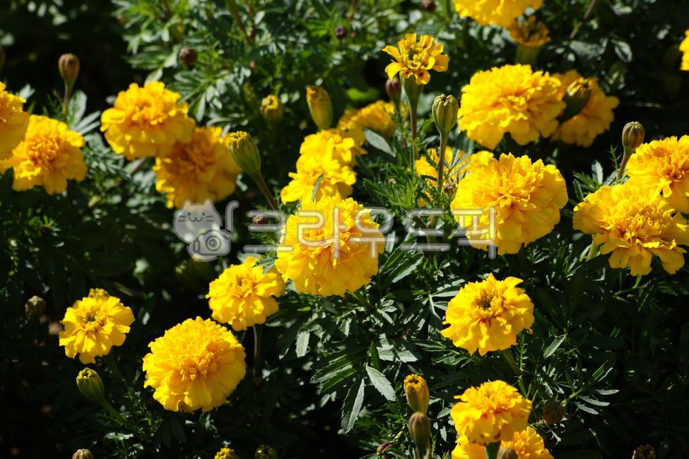 Cheonsu Guk,beauty,color,gardening,yellow,botany,flowering,summer,horticulture,beautiful,petal,green,nature,flower,orange,blooming,marigold,plant,Asteraceae,mansu guk,garden