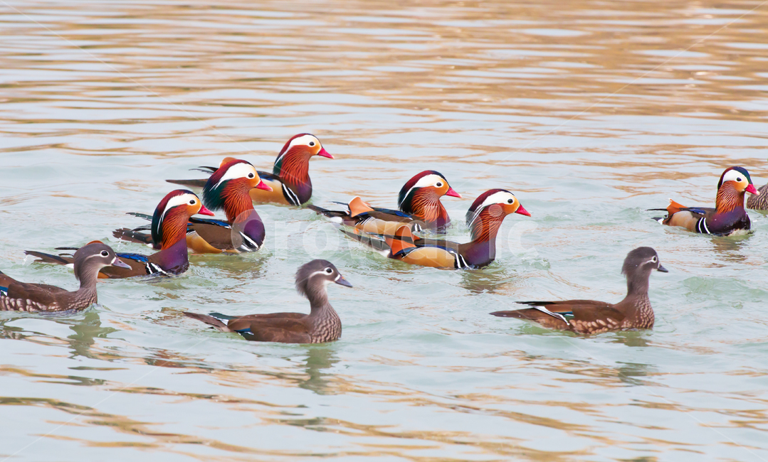 자연,동물,새,원앙,원앙새,야생,야생동물,연못,호수,저수지,겨울,텃새,bird,animal,water,outdoors,옥외,풍경,duck,waterfowl,물새,오리,물오리,비상,동물,animal,조류,새,birds