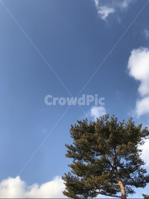 자연,하늘,나무,구름,풍경,힐링,sky,blue,tree