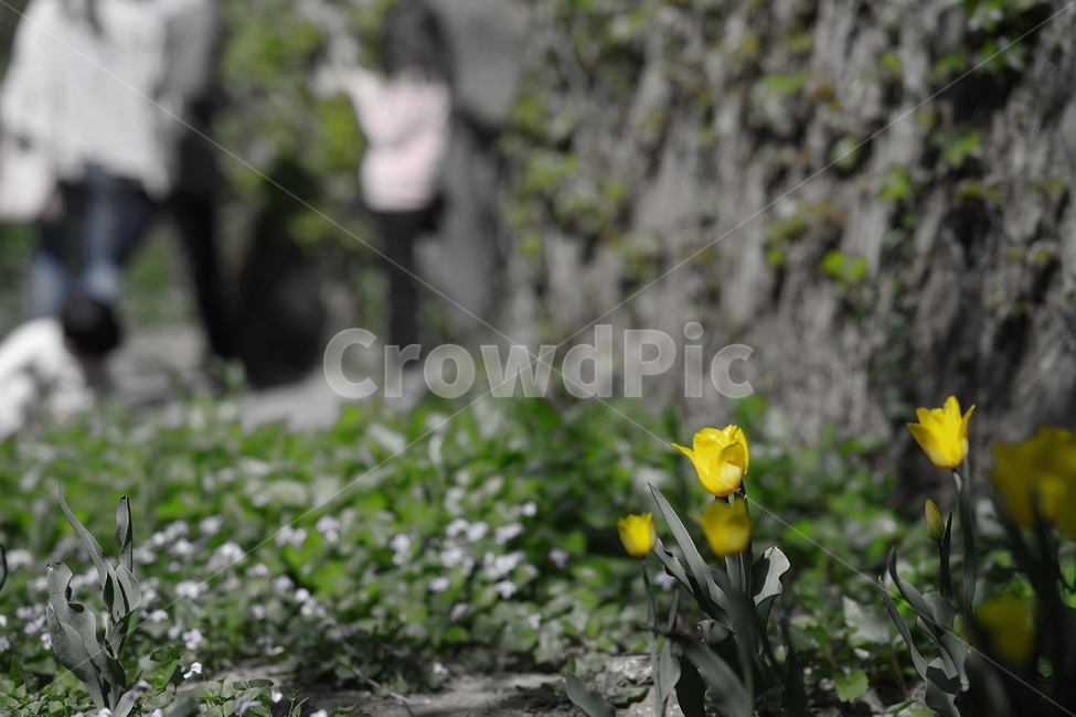 꽃,풀,벽,노란,노란색,flower,yellow,green,wall,흑백,흑백사진,blackandwhite,감성,감성사진,봄,계절,spring,season,식물,자연,plants,nature,꽃,flower,plant