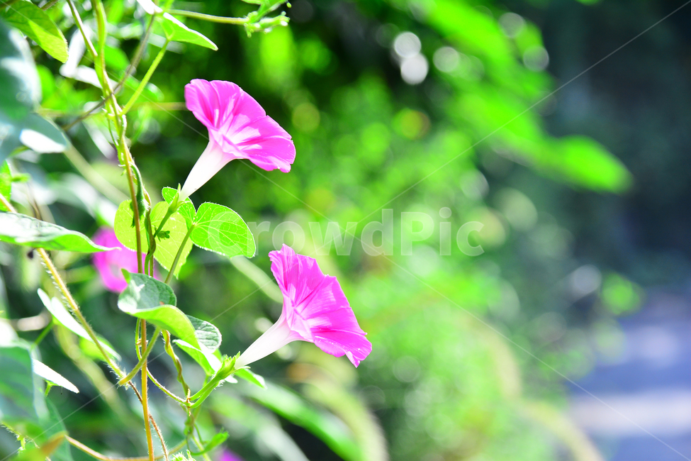 나팔꽃,꽃,야생화,진핑크색,분홍색,아침,들꽃,햇살,오전,morningglory,꽃송이,둘,flowers,green,pink,야외,식물,초본,여름꽃,식물,자연,plants,nature,꽃,flower