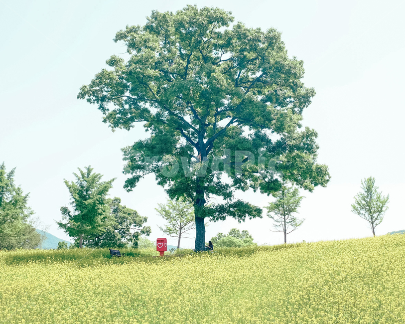유채꽃,꽃밭,풍경,천국,우체통,편안,릴렉스,봄,봄꽃,감성,봄,계절,spring,season,자연,풍경,nature,landscape,식물,plants,나무,trees,wood,tree,plant