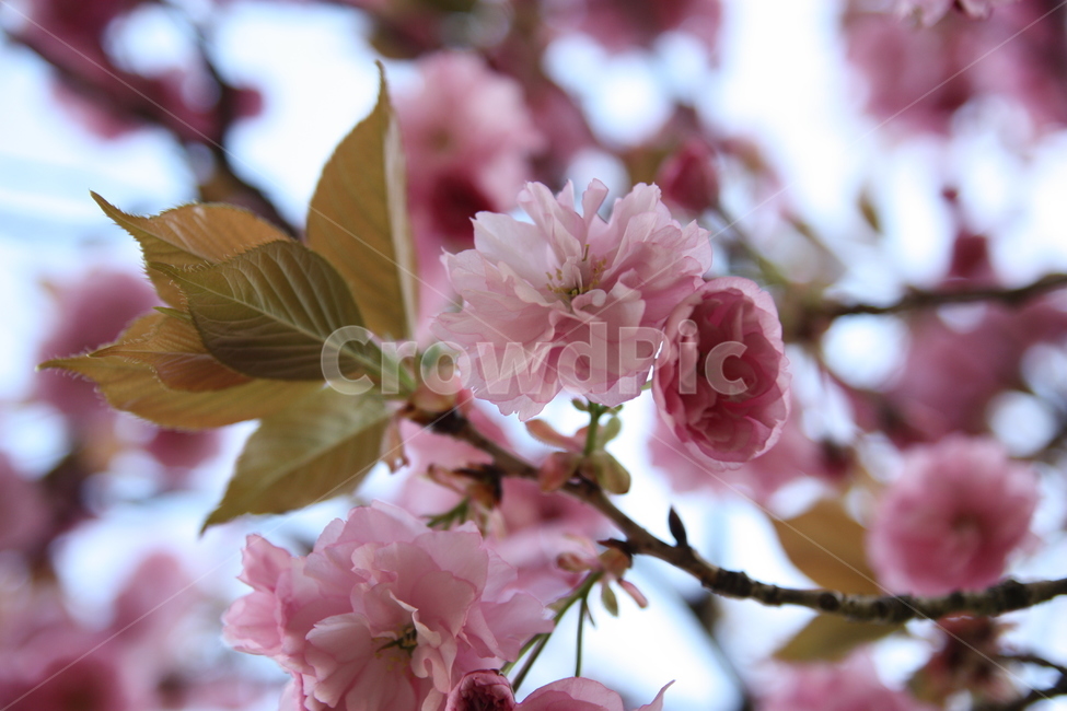 겹벚꽃,봄꽃,봄나들이,cherryblossom,중앙공원,꽃,plant,식물,blossom,flower