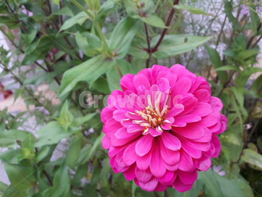 꽃,자연,분홍,pink,flower,진한,식물,자연,plants,nature,꽃,flower