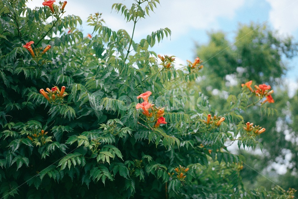 능소화,꽃,식물,flower,plants