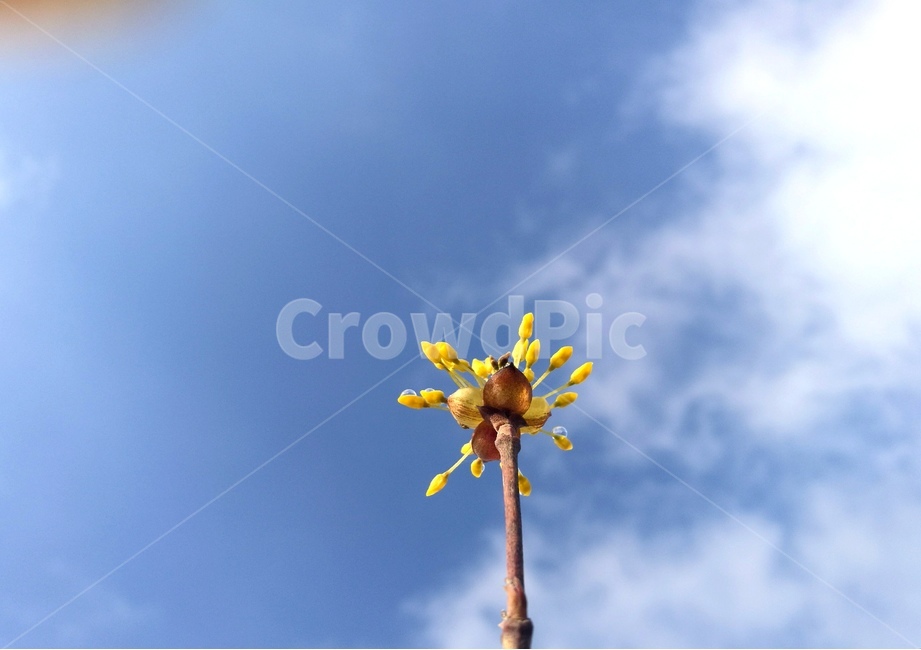 봄,산수유,하늘,행복,여유,평화로움,구름,봄,계절,spring,season,식물,자연,plants,nature,꽃,flower,plant,light,빛,flare,플레어