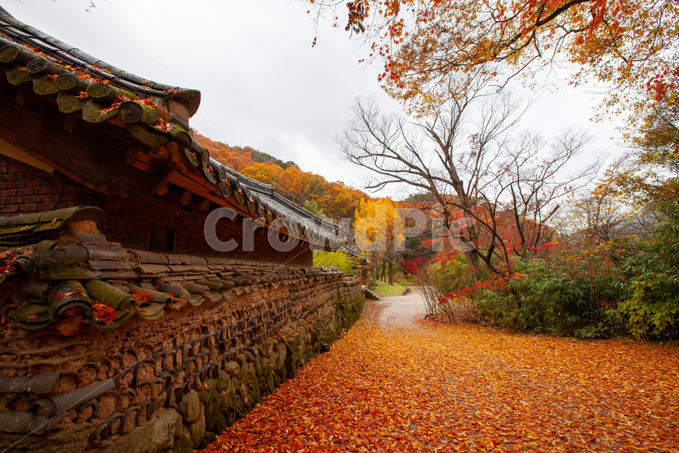 가을,단풍,풍경,노란색,빨간색,자연,단풍풍경,낙엽,가을,계절,fall,autumn,season,한국전통,한국문화,korean traditional,korean culture,건축물,건물외관,exterior,building,structure,architecture,construction
