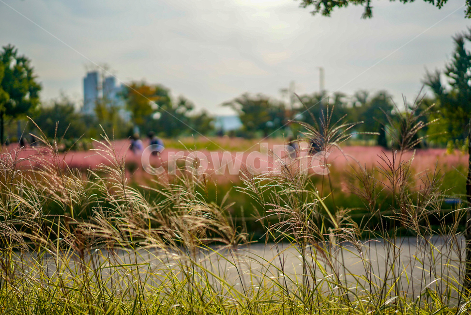 가을,fall,핑크뮬리,꽃,갈대,가을,계절,fall,autumn,season,사람들,대중,군중,other people,crowd,grass,잔디,plant,식물,vegetation,초목