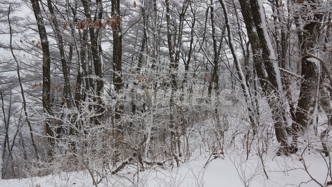 눈덮인산,눈,겨울,겨울나무,겨울산,겨울,계절,winter,season,식물,자연,plants,nature,나무,trees,wood