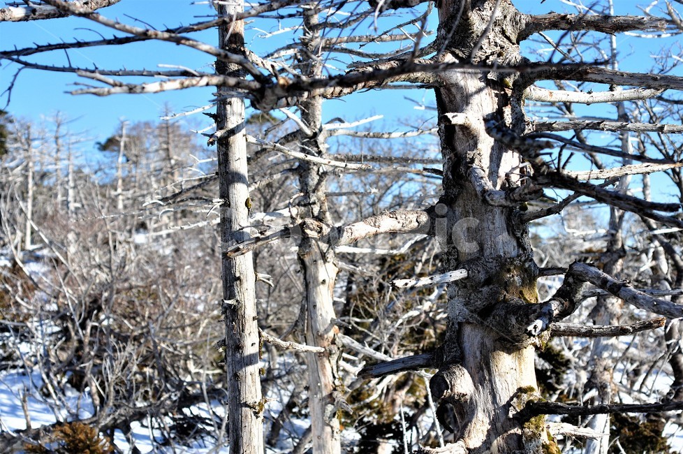 제주,제주도,한라산,식물,나무,자연,국립공원,백록담,겨울,계절,winter,season
