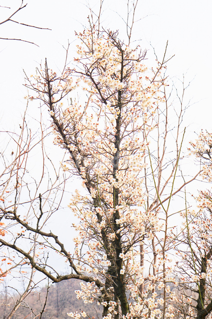 매화,꽃,식물,생화,나무,조화,풍경,하늘,sky,백매화,flower,plant,wood,nature,봄,계절,spring,season,식물,자연,plants,nature,꽃,flower,나무,trees,wood,tree,plant