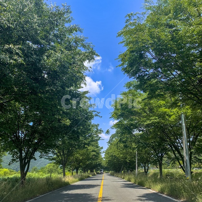 하늘,구름,날씨,배경,숲길,감성