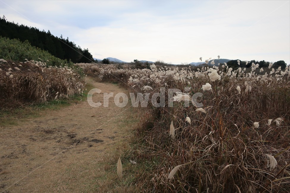 제주,억새,억새풀,군락지,자연,억새밭,풍경,바람,경치,경관,자연,풍경,nature,landscape,식물,plants