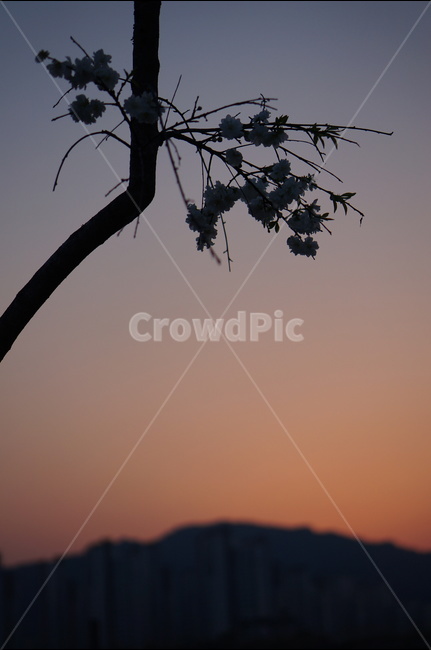 석양,노을,봄,구름,해,해질무렵,자연,풍경,nature,landscape,실루엣,그림자,silhouette,shadow