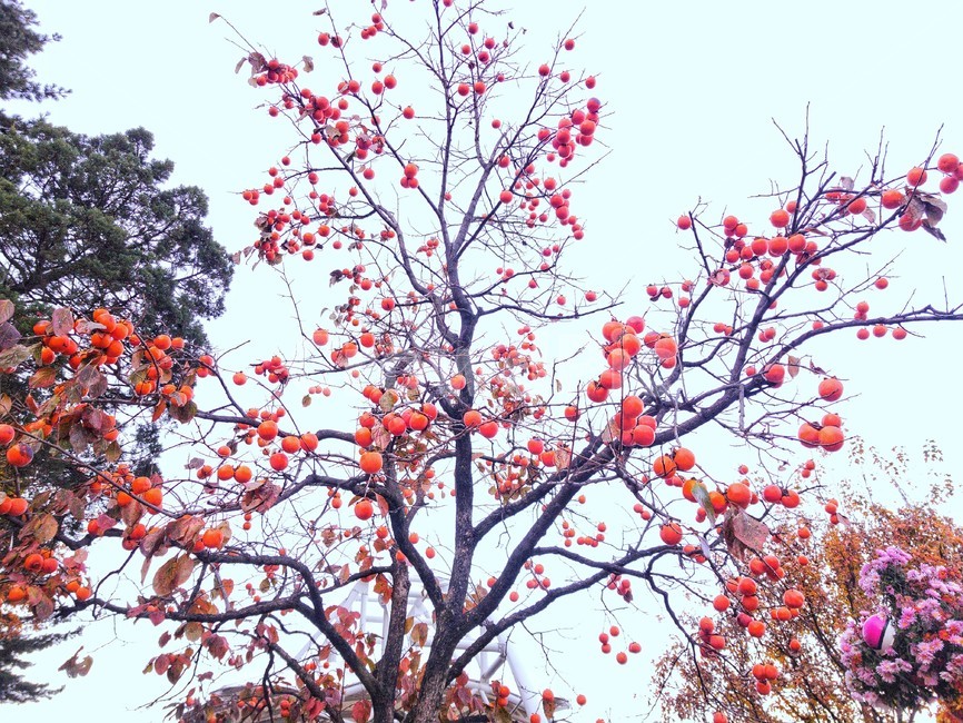 plant,식물,감나무,감,tree,나무,trees,wood,과일,열매,fruit