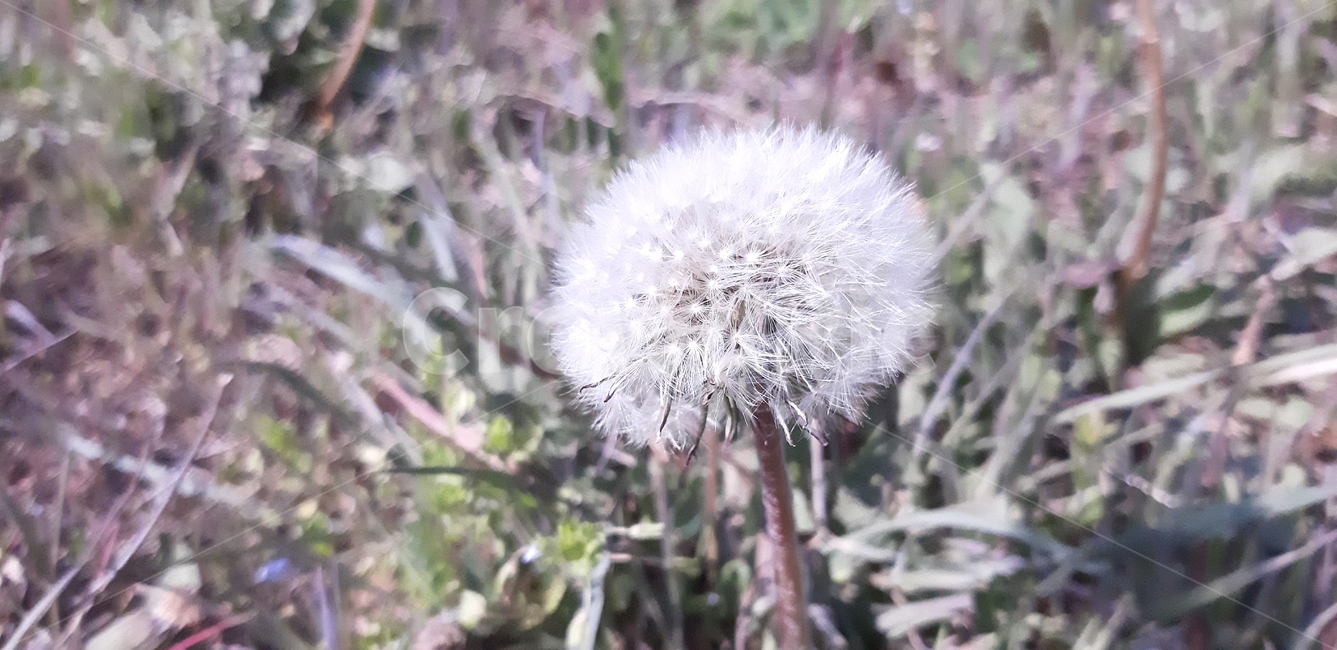 민들레,자연,민들레씨,풀,꽃