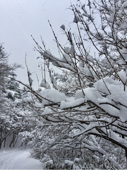 설경,무등산,눈꽃,겨울산,겨울,nature,자연,outdoors,옥외,snow,눈,겨울,계절,winter,season