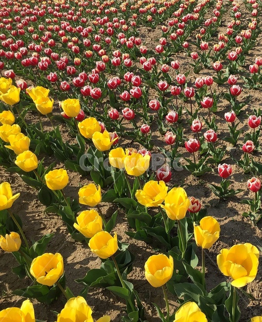 튤립,plant,식물,flower,blossom,꽃,봄,spring,yellow,꽃밭