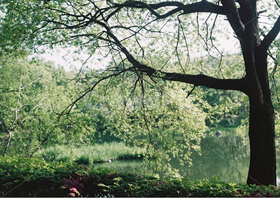 나무,호수,숲,산,공원,풍경