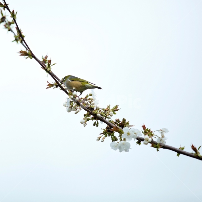배꽃,새,waxeye,봄,가지