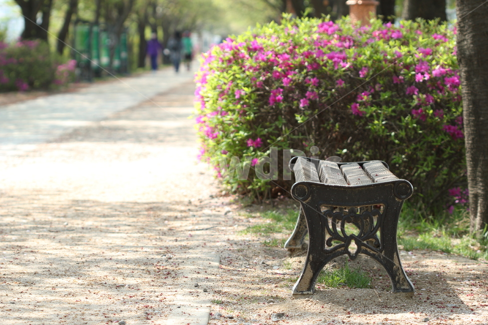 봄,꽃,의자,spring,flower,bench,길,road,봄,계절,spring,season,휴식,힐링,rest,relaxation,healing,furniture,가구,벤치