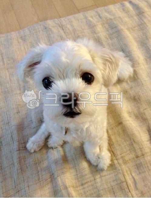 말티즈,마르티즈,강아지,개,반려견,애완견,하얀개,maltese,동물,puppy