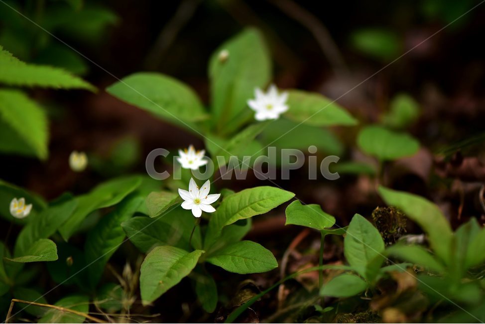 참기생꽃,야생화,식물,자연,생태,꽃,힐링,플라워,wildflower,flower,plants,nature,season,감성,느낌,emotion,feeling,앵초목,앵초과,기생꽃속,여러해살이풀,희귀식물,식물,자연,plants,nature,꽃,flower