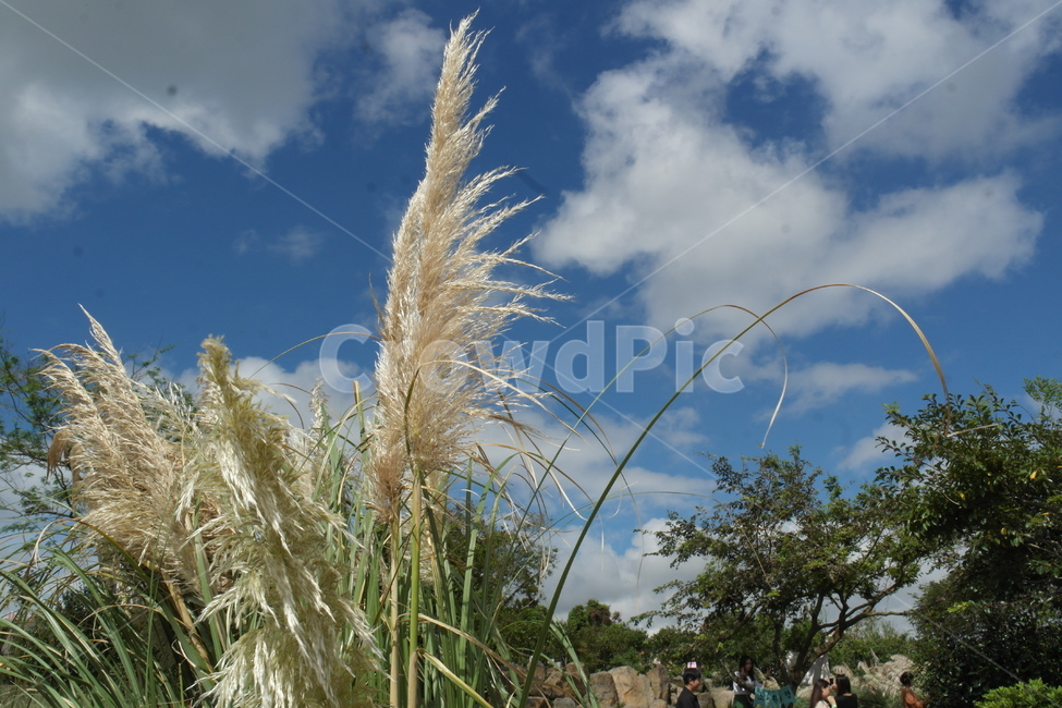 자연,나무,억세,하늘,햇살,갈대,풀,식물,풍경,자연,풍경,nature,landscape,plant,grass,잔디