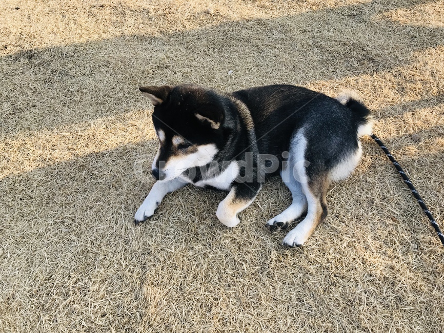 시바견,강아지,검정,dog,동물,동물,animal,포유류,mammal