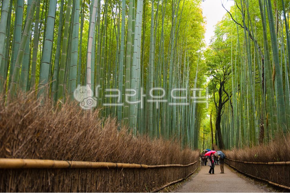 kyoto,bamboo forest,forest,green,arashiyama,Kyoto,japan,nature,umbrella,bambooforest,bamboogrove,bamboo,Phytoncide,path,grove,Arashiyama,Chikurin,Rainy Day,pathway