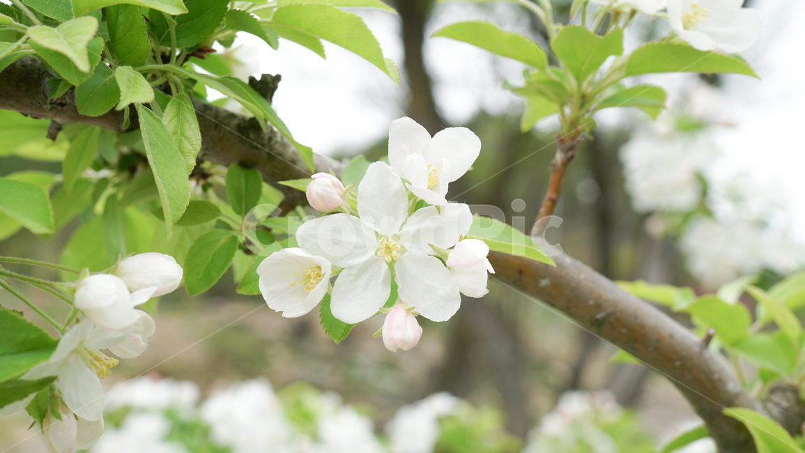 꽃,봄,봄꽃,사과,사과나무,사과꽃,꽃잎,사과밭,과수원,자연,nature,식물,flower,꽃사진,appleflower