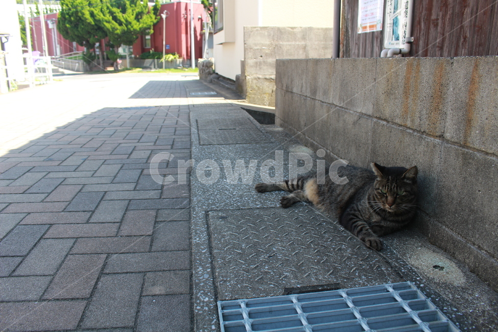 고양이,쉬고있는고양이,거리,그늘,cat,애완동물,마을,동물,animal,포유류,mammal,고양이,cat,kitten,kitty
