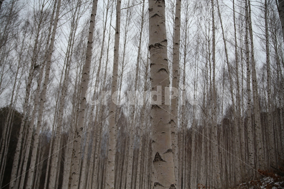 자작나무,나무,원대리,인제,강원도,풍경,자연,겨울,계절,winter,season,식물,자연,plants,nature,나무,trees,wood