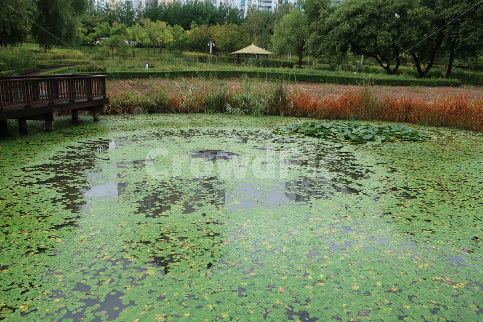 서울,창포원,식물원,도시,공원,습지,조성,숲,산책,산책로,자연,풍경,nature,landscape,water,물,bench,벤치,outdoors,옥외,land,땅