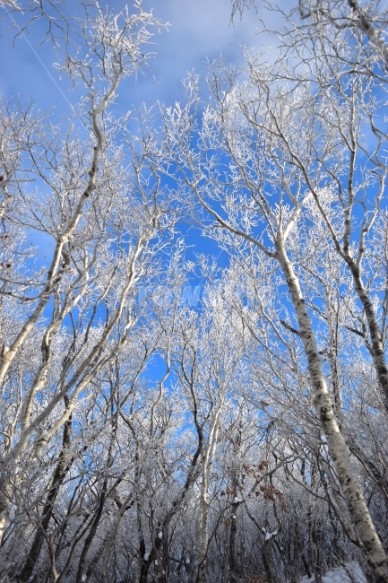 태백산,설경,상고대,눈꽃,풍경,겨울,겨울왕국,서리꽃,눈,천제단,자연,스포츠,등산,산행,nature,snow,설국,겨울풍경,느낌,아름다운,신비로운,경이로운,다큐,필,디자인,힐링,명산,국립공원,순백,landscape,winter,season,영산,사스래나무,겨울,계절,winter,season,자연,풍경,nature,landscape,식물,plants,나무,trees,wood,tree,plant,outdoors,옥외