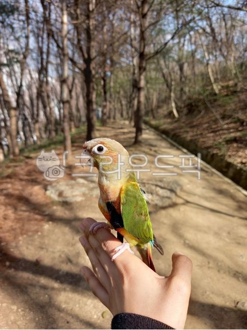 bird,conure,animal,parrot,walk,pet,Pineapple Conure