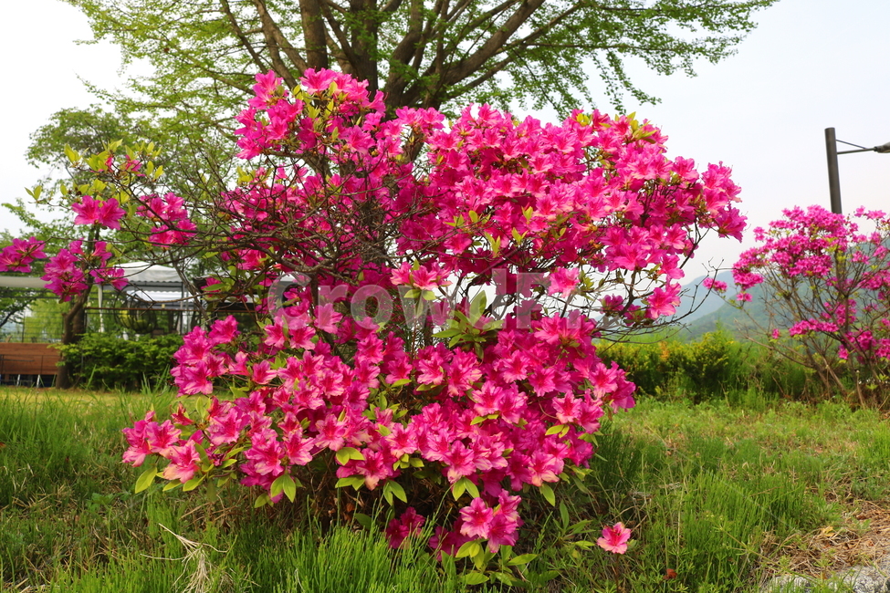 azalea flower,nature,tree,flower tree,azalea,pink flower,flower,Azalea,wildflowers,plant,iron bamboo,azalea tree,deciduous shrub,Rhododendron