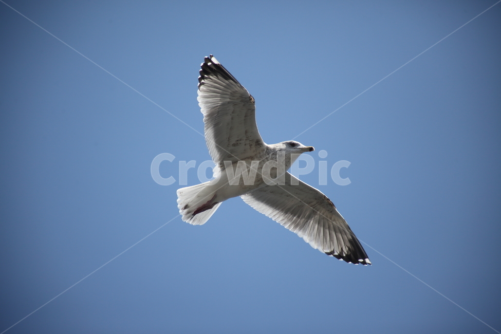 갈매기,바다새,대형조류,commongull,mewgull,동물,animal,조류,새,birds
